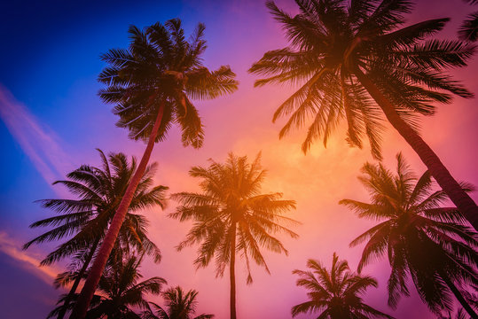 Silhouette coconut palm trees on beach at sunset. Vintage tone.