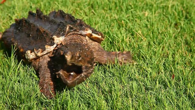 Alligator Snapping Turtle(Macrochelys temminckii) in grass.