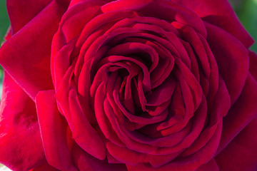 absolutly beautiful red rose