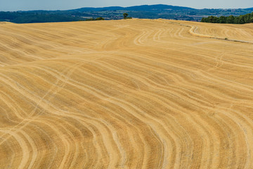 Panorama of tuscany in summer, with fields of wheat and blue sky