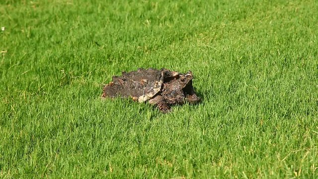 Alligator Snapping Turtle(Macrochelys temminckii) in grass.