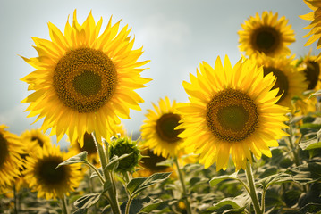 Obraz premium Sunflower field