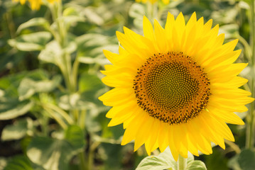 Fototapeta premium Sunflower field