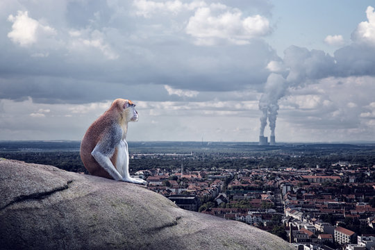 Einsame Affe sitzt &uuml;ber die Stadt