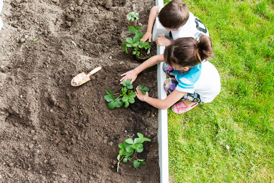 Two children planting strawberry plants in garden, overhead view