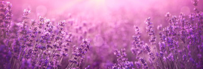 violet lavender field - obrazy, fototapety, plakaty