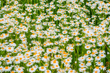 camomile oxeye daisy meadow background