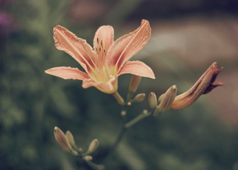 Beautiful plant Hemerocallis blooms in summer