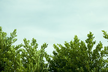 On top Banyan Tree under blue sky for background.