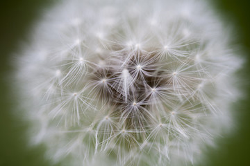dandelion tender texture closeup background, natural structure flower summer
