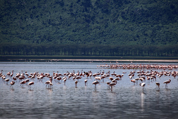 Fototapeta na wymiar Pink Flamingoes - Lake Nukuru Nature Reserve - Kenya