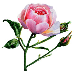 Fototapeta premium Wildflower rose flower in a watercolor style isolated. Full name of the plant: rose. Aquarelle wild flower for background, texture, wrapper pattern, frame or border.