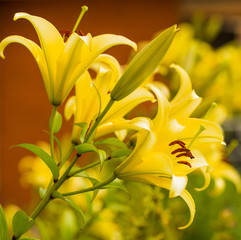 yellow summer garden flowers at abstract background