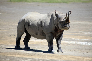 Rhino Ready To Charge in Kenya