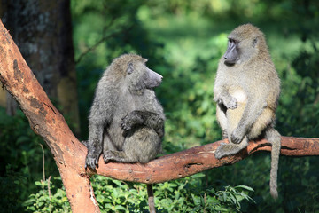 Baboon - Kenya