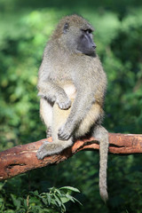 Baboon - Kenya