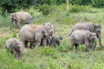 Fototapeta premium Wildlife of family Asian Elephant walking and looking grass for food in forest. Kui Buri National Park. Thailand.