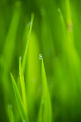 Water drops on the green grass.