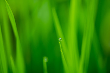 Water drops on the green grass.