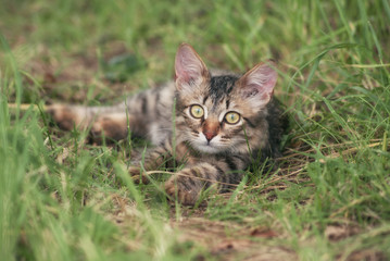Naklejka na ściany i meble A beautiful striped playing and hunting kitten of unknown breed in the grass in the open air