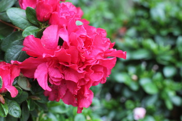 Fototapeta premium śliczne kwiaty