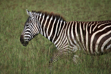 Fototapeta na wymiar Zebra - Kenya