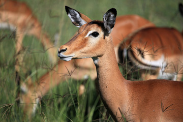 Impala - Kenya