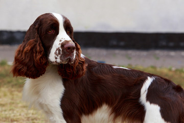 dog breed English Springer Spaniel