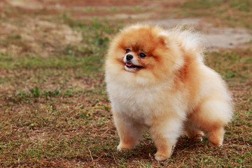 Dog breed Pomeranian spitz