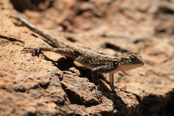 Naklejka na ściany i meble Lizard in Kenya