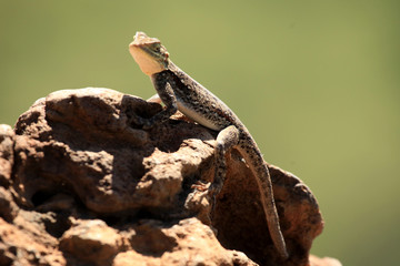 Lizard in Kenya