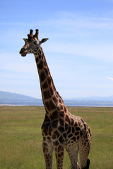 Giraffe - Kenya