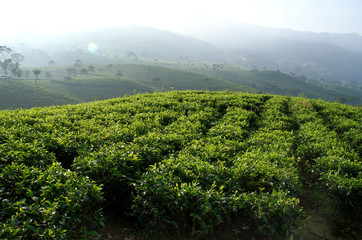 Fototapeta na wymiar Kemuning Tea Plantation, Central Java, Indonesia