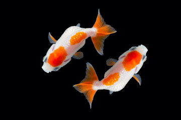 goldfish isolated on black background.