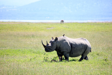 Obraz premium Rhino in Kenya