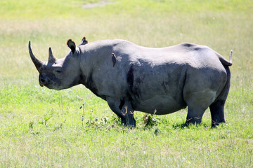 Obraz premium Rhino in Kenya