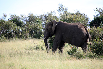 Fototapeta premium Elephant - Maasai Mara Reserve - Kenya