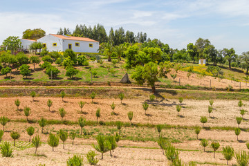 Farm house and trees in Vale Seco, Santiago do Cacem