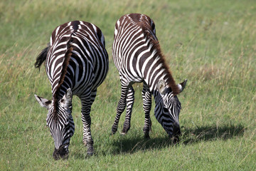 Fototapeta na wymiar Zebra - Kenya