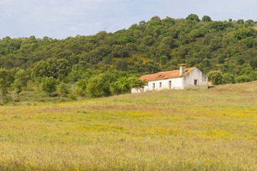 Fototapeta na wymiar Farm house with flowers and pine trees in Cercal