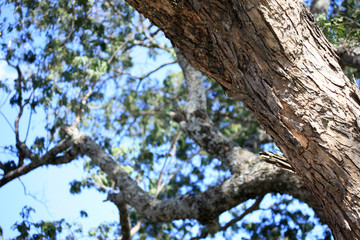 Maasai Mara Reserve - Kenya