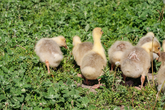 Goslings, run along the grass.