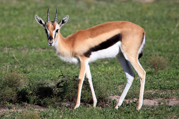 Naklejka na ściany i meble Thompsons Gazelle - Maasai Mara Reserve - Kenya