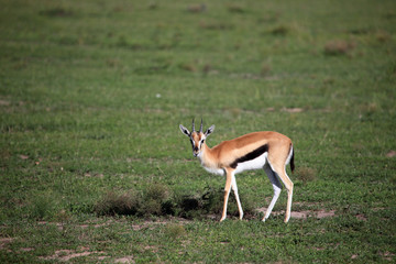 Thompsons Gazelle - Maasai Mara Reserve - Kenya