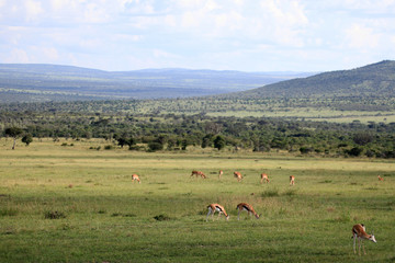 Fototapeta na wymiar Thompsons Gazelle - Maasai Mara Reserve - Kenya