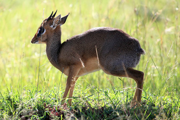 Dik Dik - Maasai Mara Reserve - Kenya