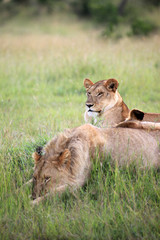 Lion Couple - Maasai Mara Reserve - Kenya