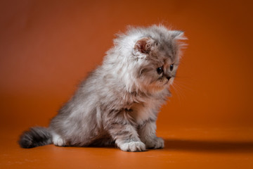 Portrait of blue silver spotted tabby Scottish Straight longhair kitten sitting against a orange background 