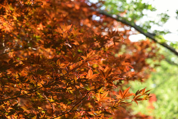 maple leaf red autumn in the nature garden.