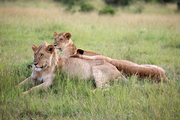 Lion Couple - Maasai Mara Reserve - Kenya